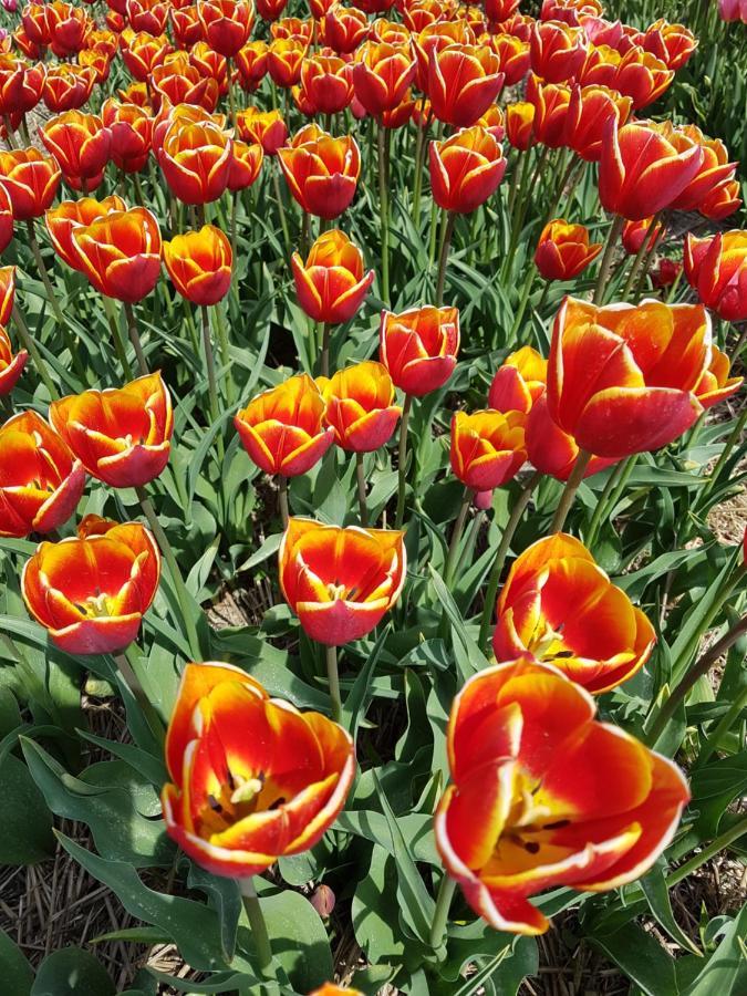 Romantisch Huisje Nabij Het Strand Met Uitzicht Op De Tulpenvelden Julianadorp Ngoại thất bức ảnh