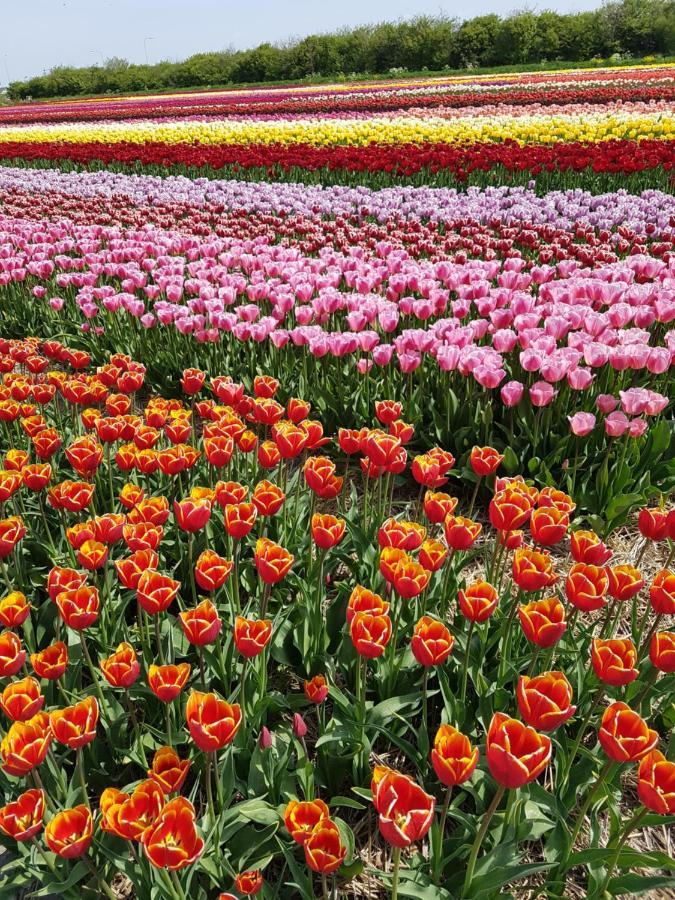 Romantisch Huisje Nabij Het Strand Met Uitzicht Op De Tulpenvelden Julianadorp Ngoại thất bức ảnh
