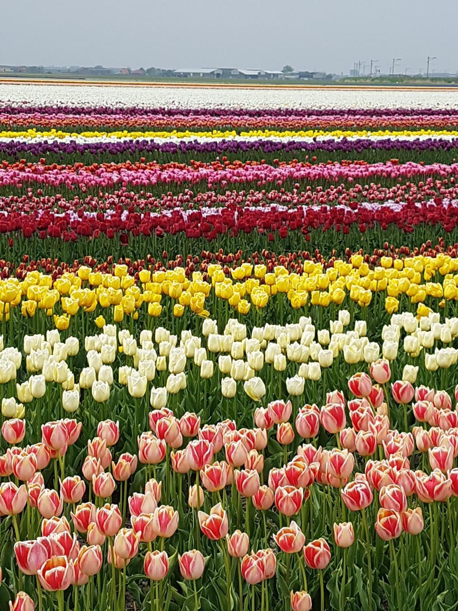 Romantisch Huisje Nabij Het Strand Met Uitzicht Op De Tulpenvelden Julianadorp Ngoại thất bức ảnh