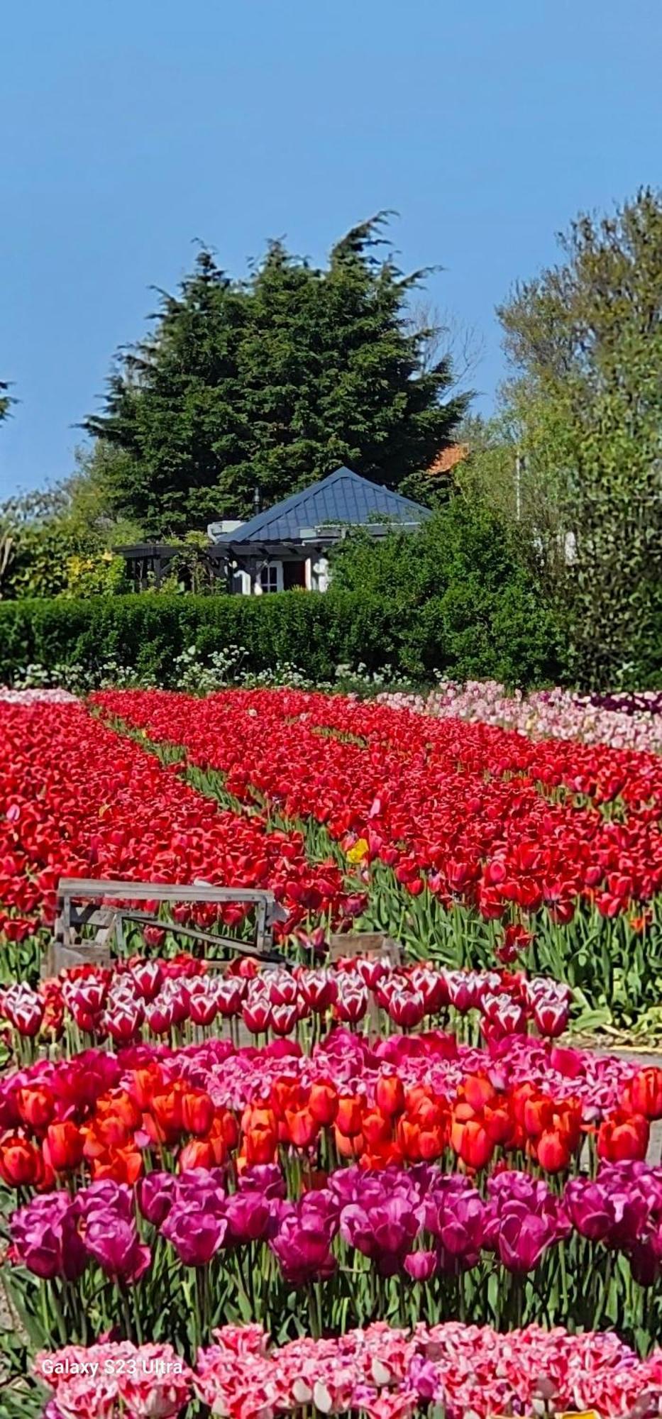 Romantisch Huisje Nabij Het Strand Met Uitzicht Op De Tulpenvelden Julianadorp Ngoại thất bức ảnh