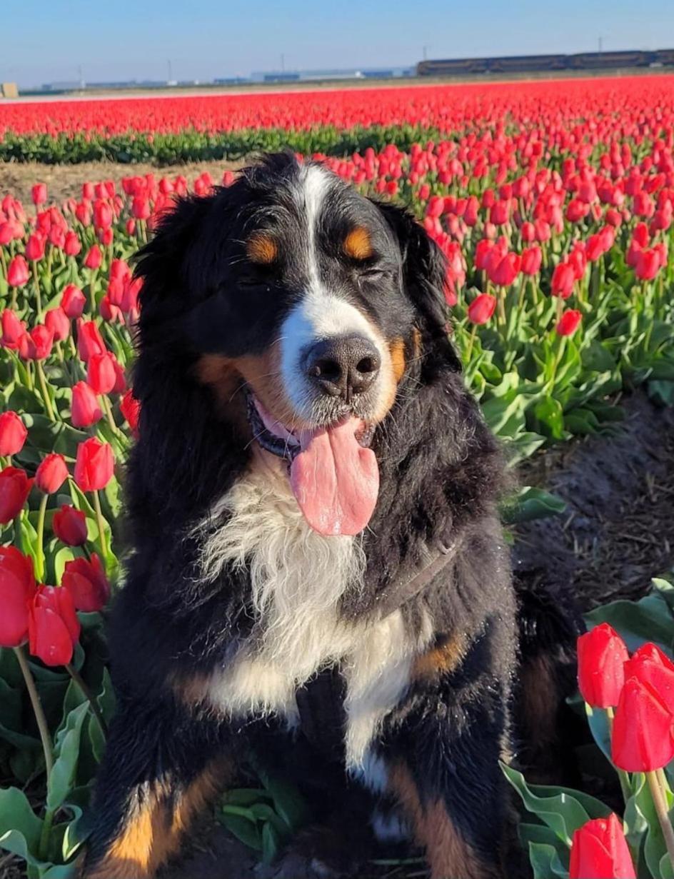 Romantisch Huisje Nabij Het Strand Met Uitzicht Op De Tulpenvelden Julianadorp Ngoại thất bức ảnh
