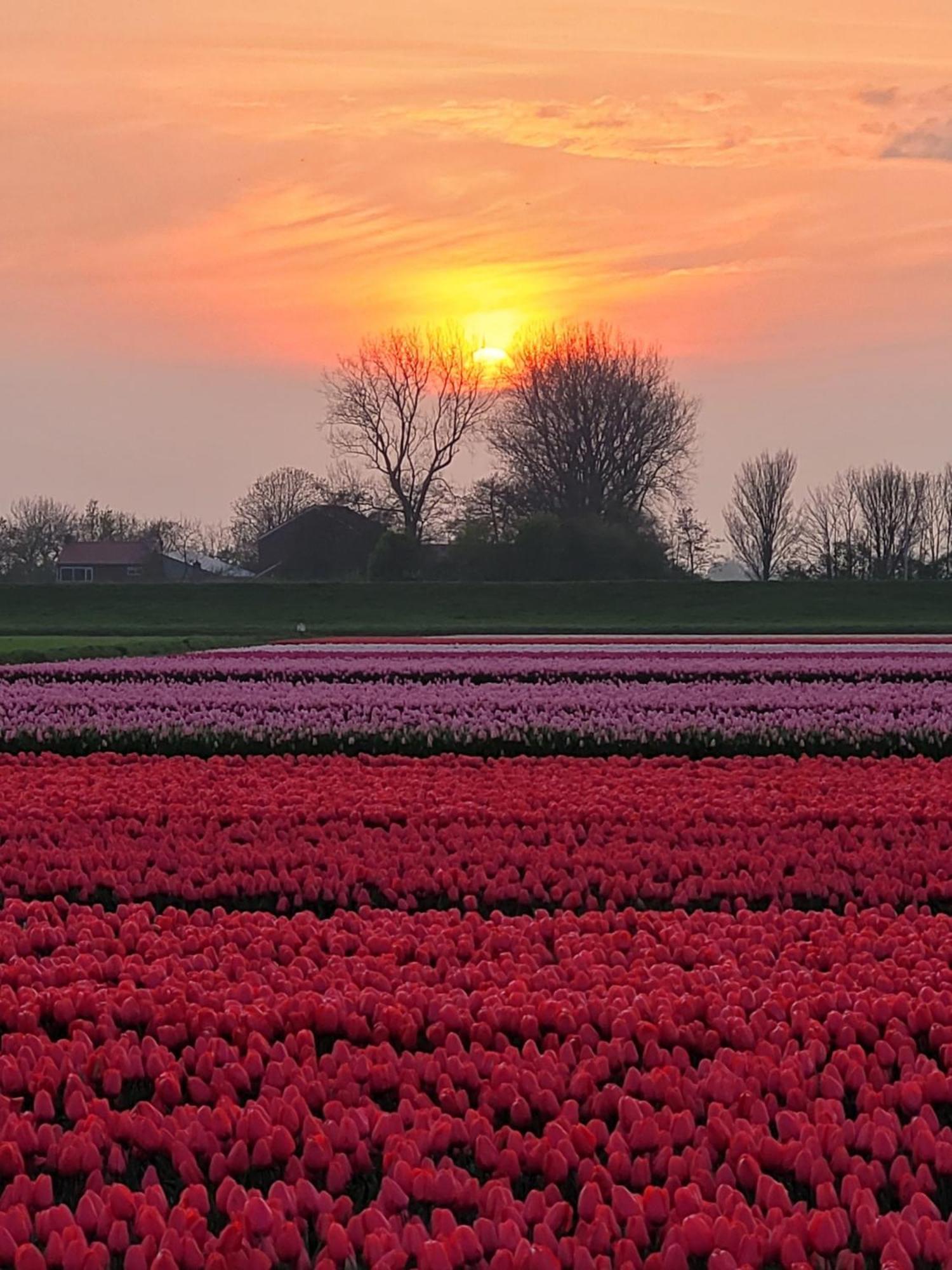 Romantisch Huisje Nabij Het Strand Met Uitzicht Op De Tulpenvelden Julianadorp Ngoại thất bức ảnh